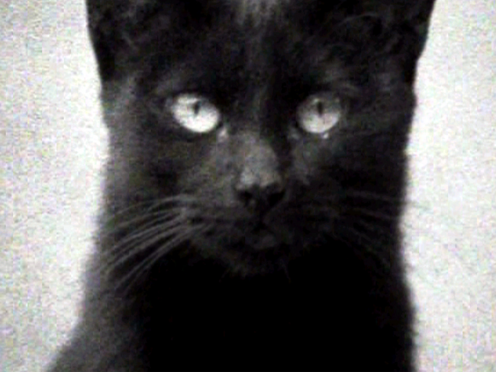 A black cat stares directly at the camera
