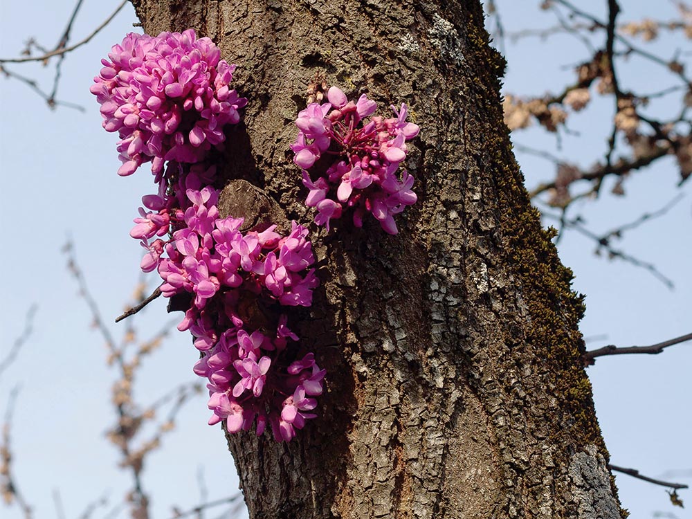 Bright pink flowers growing on a mossy tree against a blue sky
