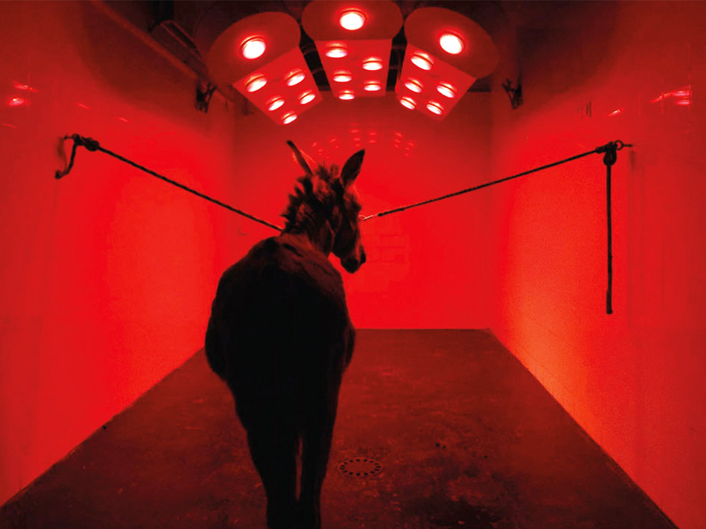 A donkey waits in a bare red-lit room. There is a rope tied between the walls