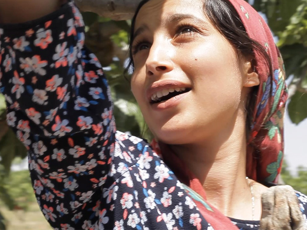 A young woman reaches up to pick figs from a tree