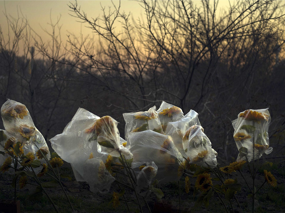 Sunflowers sway in a twiggy field at dusk, covered by plastic bags