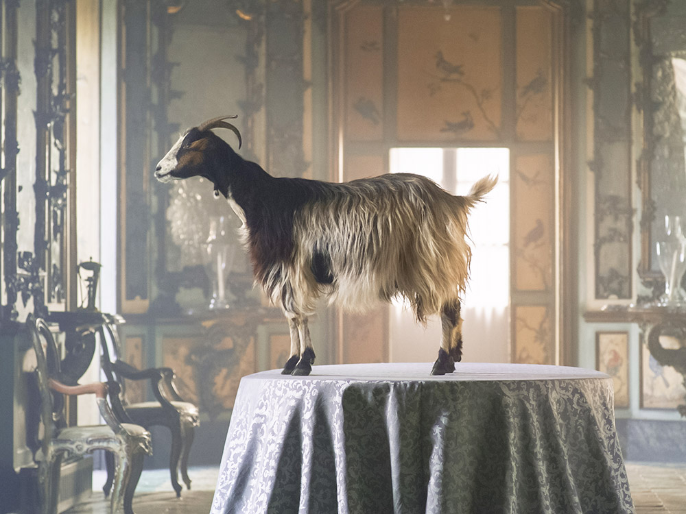 A goat stands on a table in the room of a regal mansion