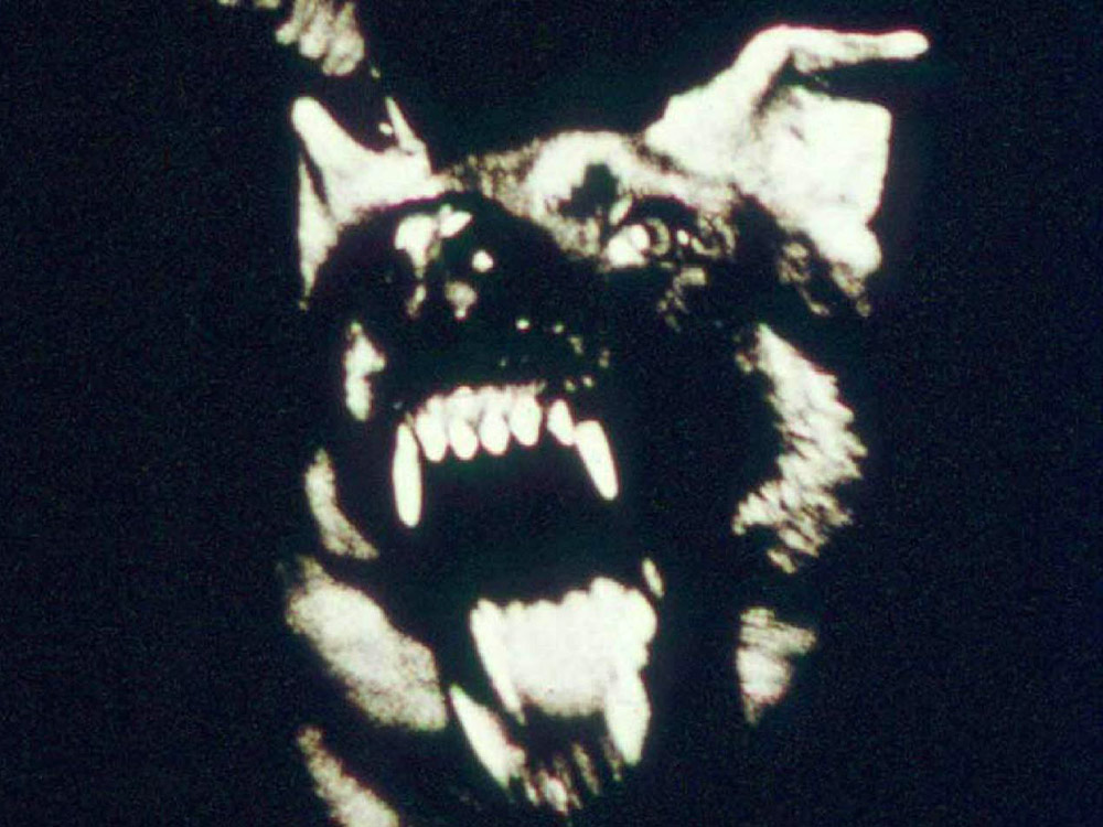 A close up of an angry dog bearing its teeth