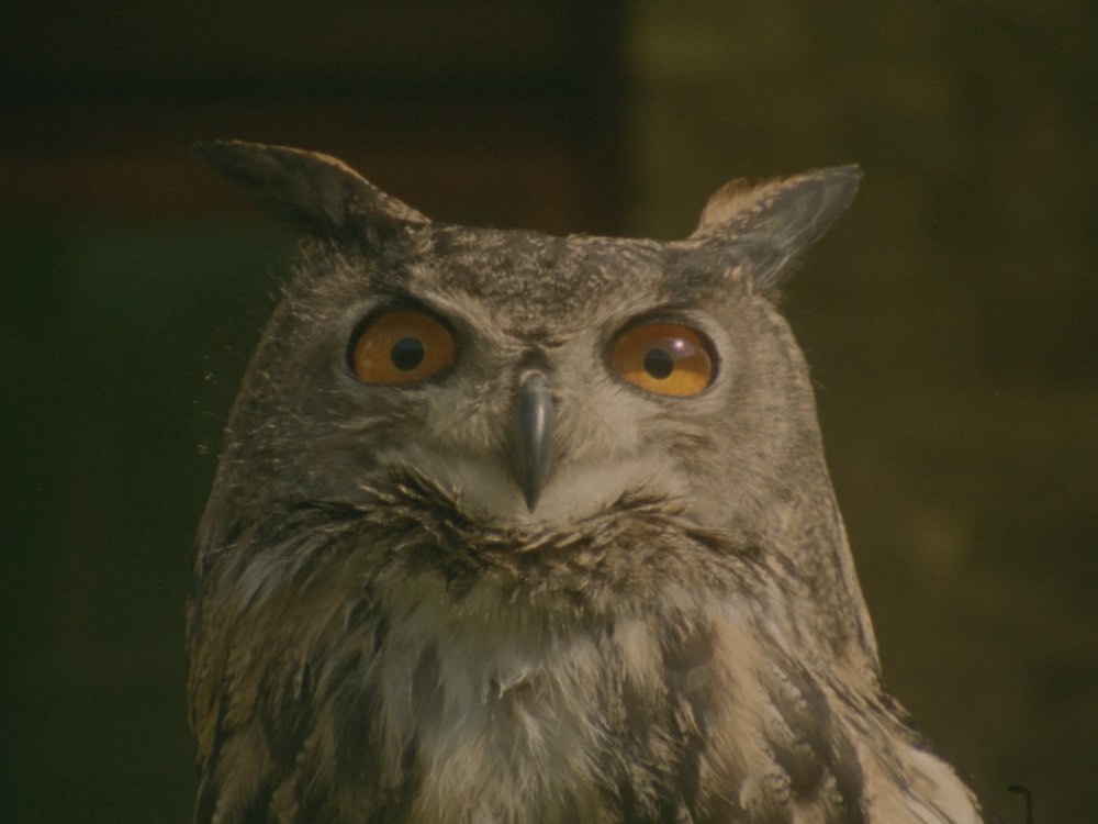 An owl with bright orange eyes stares straight down the lens
