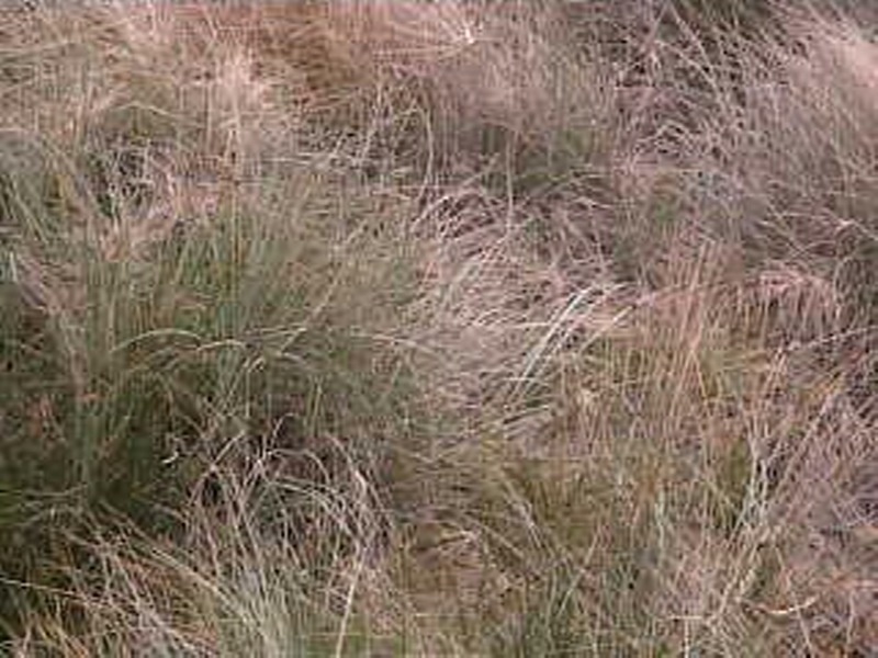 Webcam Image of Grass 2010, Thomas Shickle 